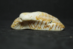 Arca pacifica