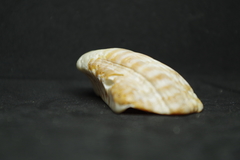 Arca pacifica
