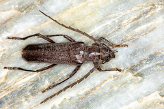 Aneflus obscurus