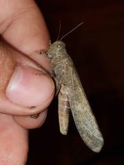 Circotettix undulatus