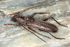 Aneflus obscurus