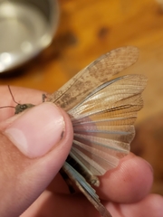 Circotettix undulatus