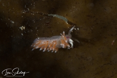 Coryphellina poenicia