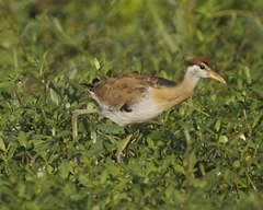 Bronze-Winged Jacana photo 5