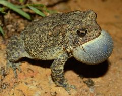 Anaxyrus houstonensis