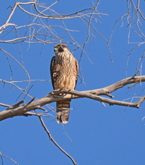 Falco peregrinus anatum