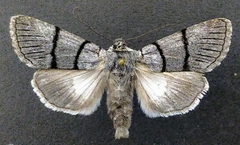 Sympistis barnesii