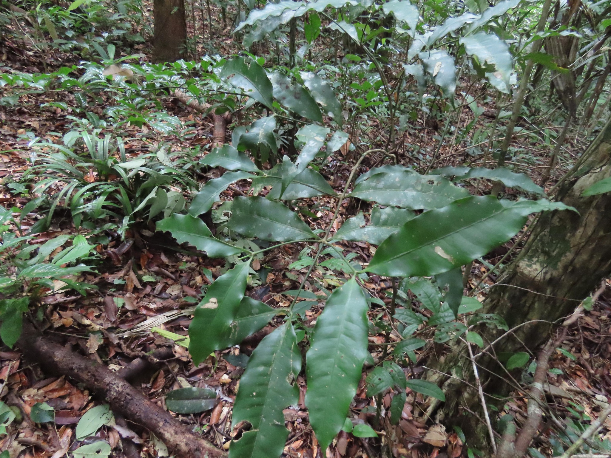 Imagem de Jasmim-do-igapó