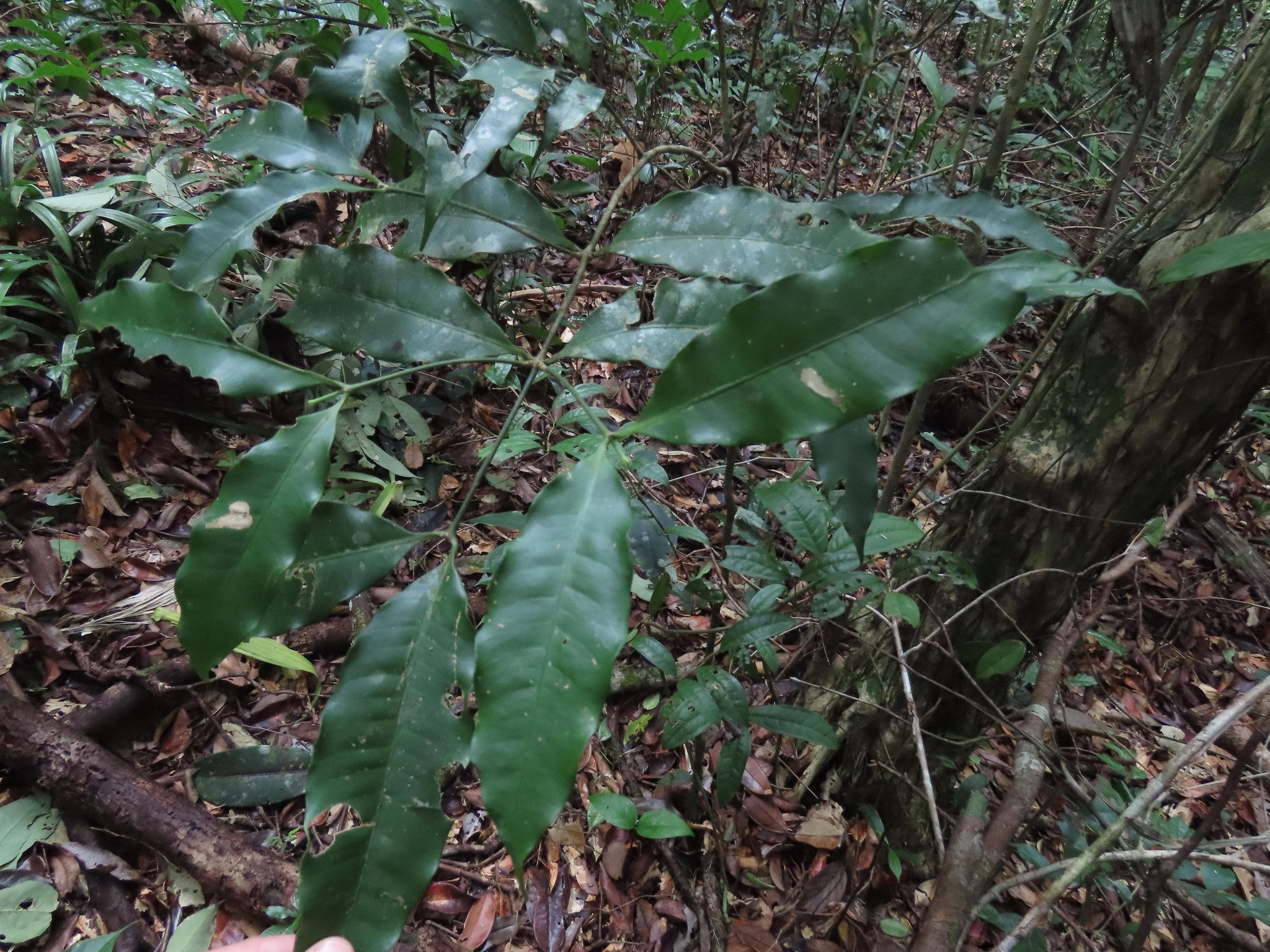 Imagem de Jasmim-do-igapó