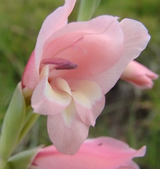 Gladiolus ochroleucus