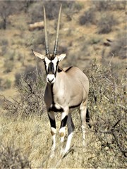 Oryx beisa beisa