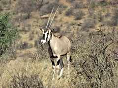 Oryx beisa beisa