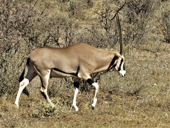 Oryx beisa beisa
