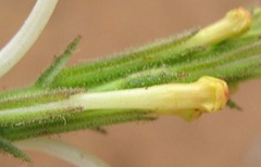 Chascanum