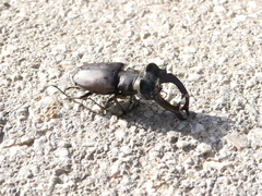 Lucanus cervus