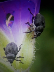 Zacladus geranii