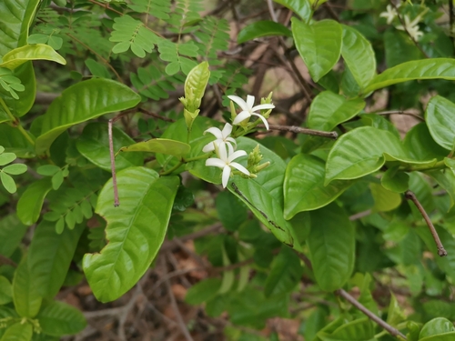 Amphineurion marginatum observed 2025-05-02