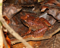 Limnonectes gyldenstolpei
