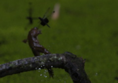 Limnonectes jarujini