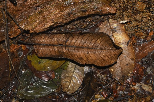 Vochysia rufescens (Vochysia rufescens)