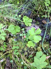 Ranunculus lapponicus