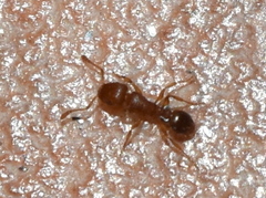 Tetramorium bicarinatum