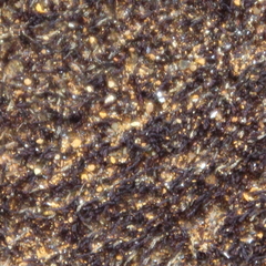 Pertusaria melanospora