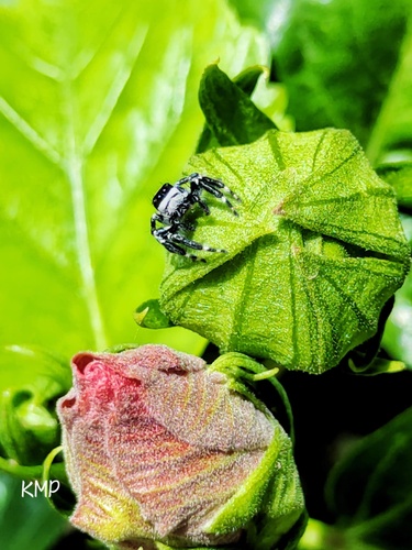 Carrhotus sannio