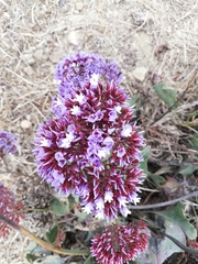 Limonium perezii