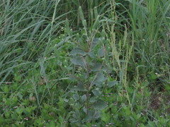 Ambrosiinae