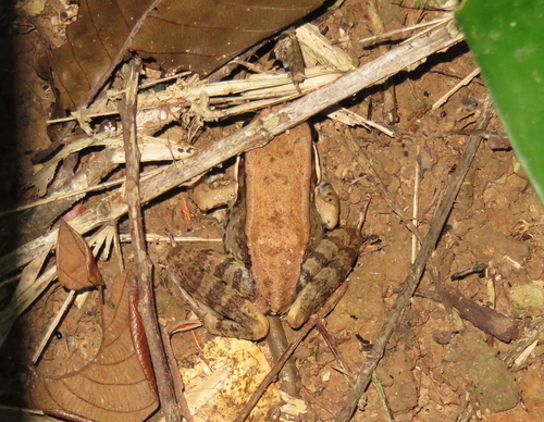 Hylarana mortenseni