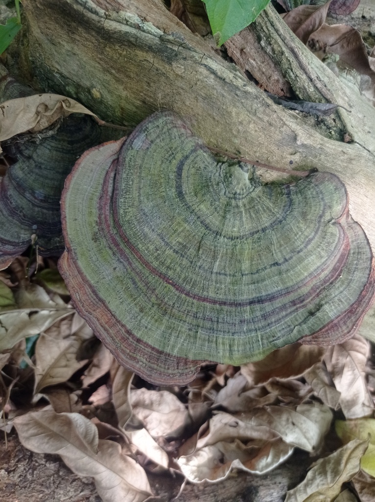 Hexagonia papyracea · April 2025 · photo: © diogoluiz (iNaturalist, cc-by)