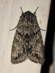 Andropolia contacta