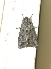 Andropolia contacta