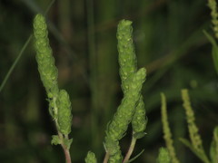 Ambrosiinae