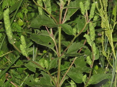 Ambrosiinae