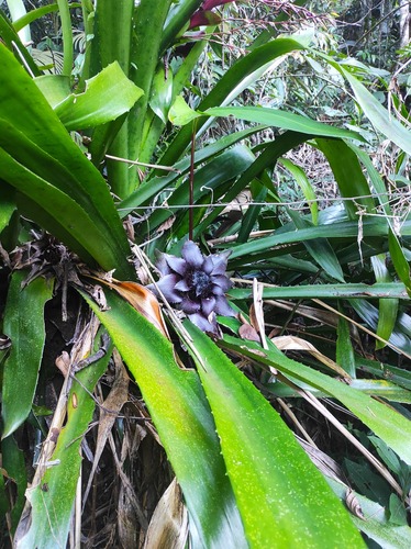 Wittrockia gigantea, photograph 5