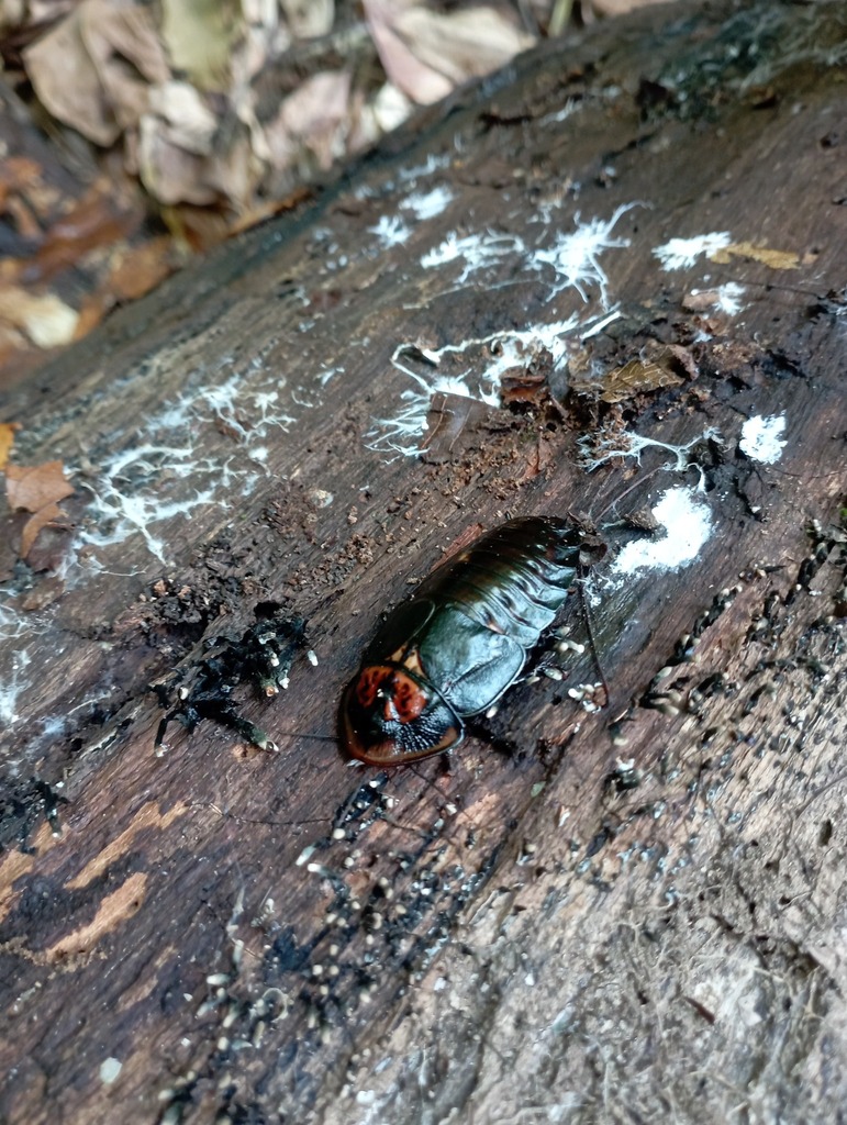 Monastria biguttata
