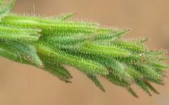 Chascanum