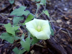 Calystegia occidentalis
