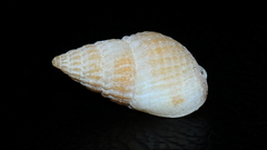 Nassarius nigellus
