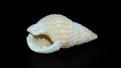 Nassarius nigellus