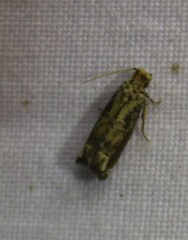 Epiblema abruptana