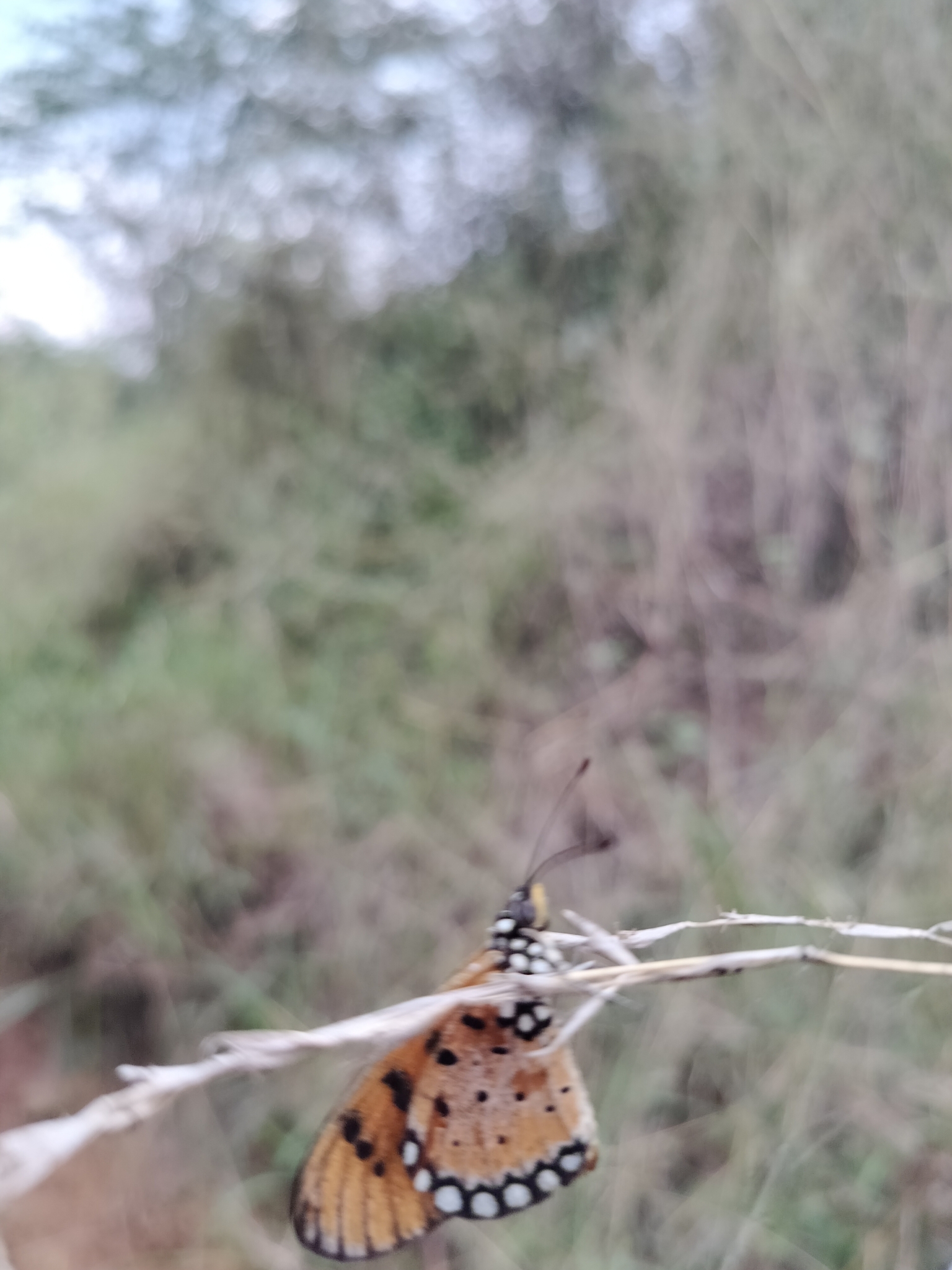 Tawny Coster