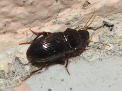 Notiobia