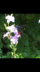 Anterhynchium mellyi
