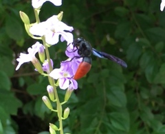 Anterhynchium mellyi