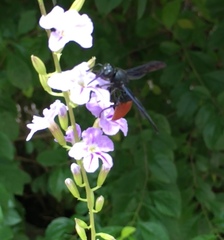 Anterhynchium mellyi