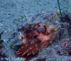 Cyclichthys orbicularis