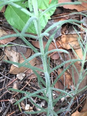 Brachystigma wrightii